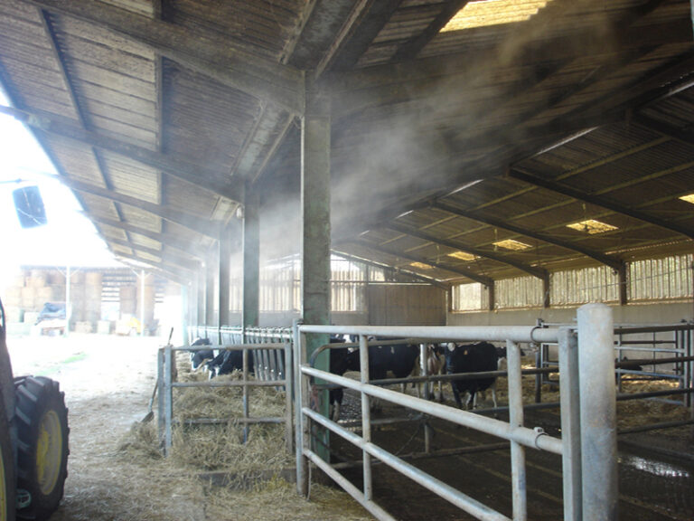 Brumisation dans une étable de vaches