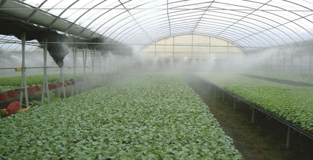 Brumisation dans une serre de cultures maraîchères