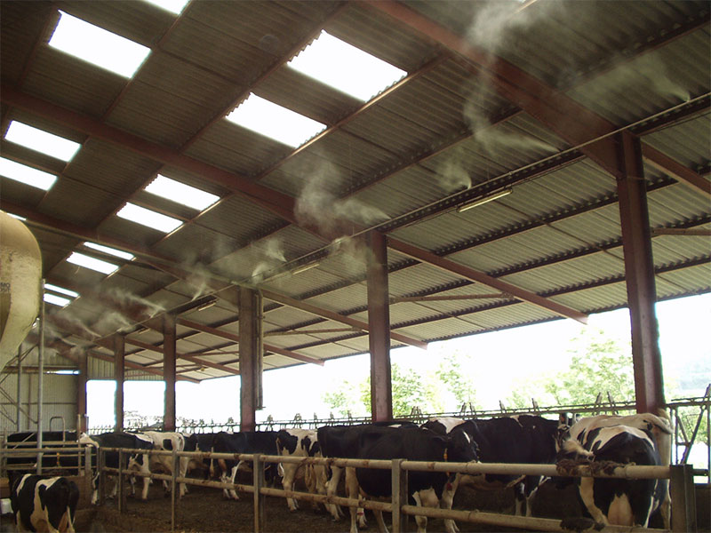 Brumisation dans une stabulation de vaches laitières