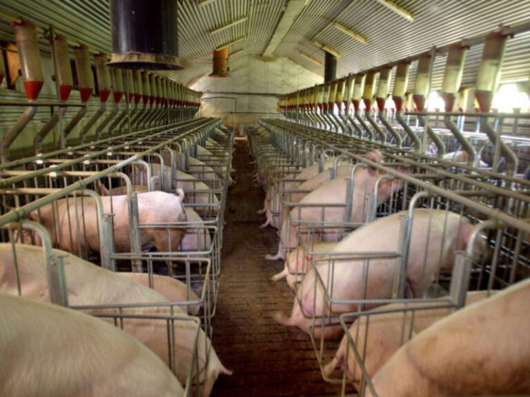 Élevage de porcs équipé d'un système de brumisation