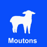 Pictogramme brumisation pour élevage de moutons