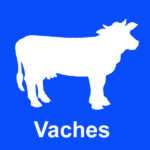 Pictogramme brumisation pour élevage de vaches