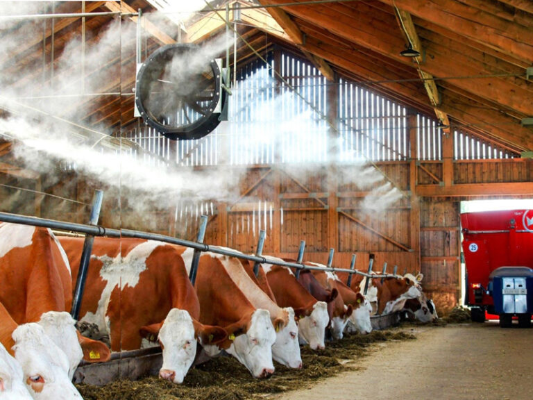 Ventilateur brumisateur rafraîchissant des vaches dans une stabulation